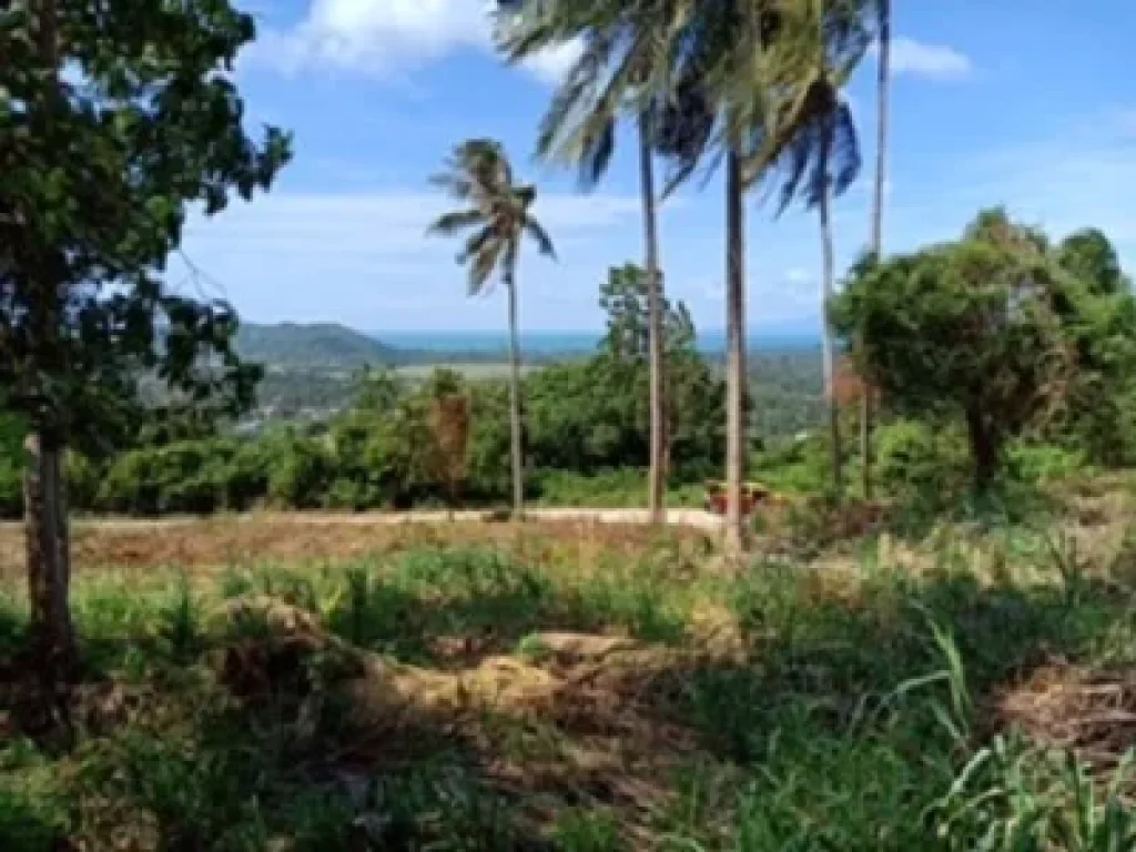 ขายที่ดินบนเขาหัวโล้น เกาะสมุย จังหวัดสุราษฎธานี