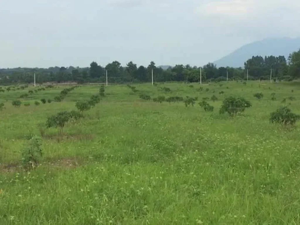 ขายที่ดินพร้อมสวนลำไยแถมบ้านสองหลัง ทับช้าง สอยดาว จันทบุรี