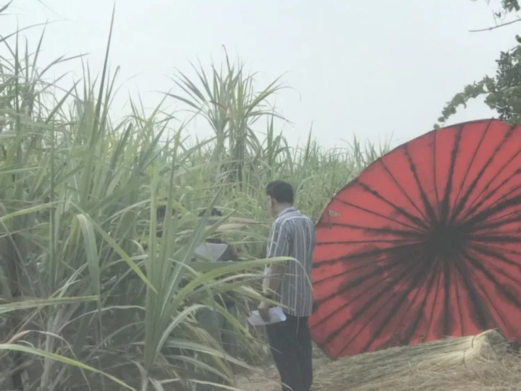 ขายที่ดิน บ้านแหลมเจดีย์ ติดถนนสายบางระกำ-ลานกระบือ พิษณุโลก