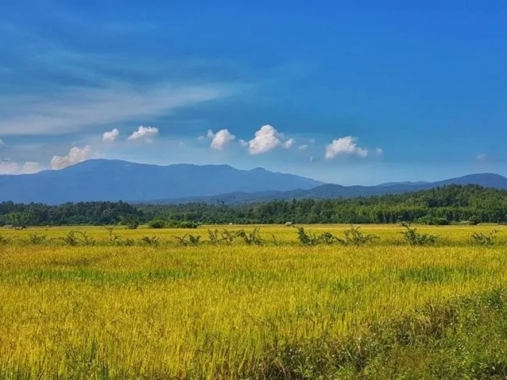 ขายที่นาแปลงสวย วิวเขา โฉนด ราคาไม่แพง ที่ตั้ง ตห้วยทราย อแม่ริม จเชียงใหม่ เนื้อที่ 1 ไร่ 54 ตารางวา ต้องการขาย 135 ล้านบาท ราคาต่อรองเจ้าของได้