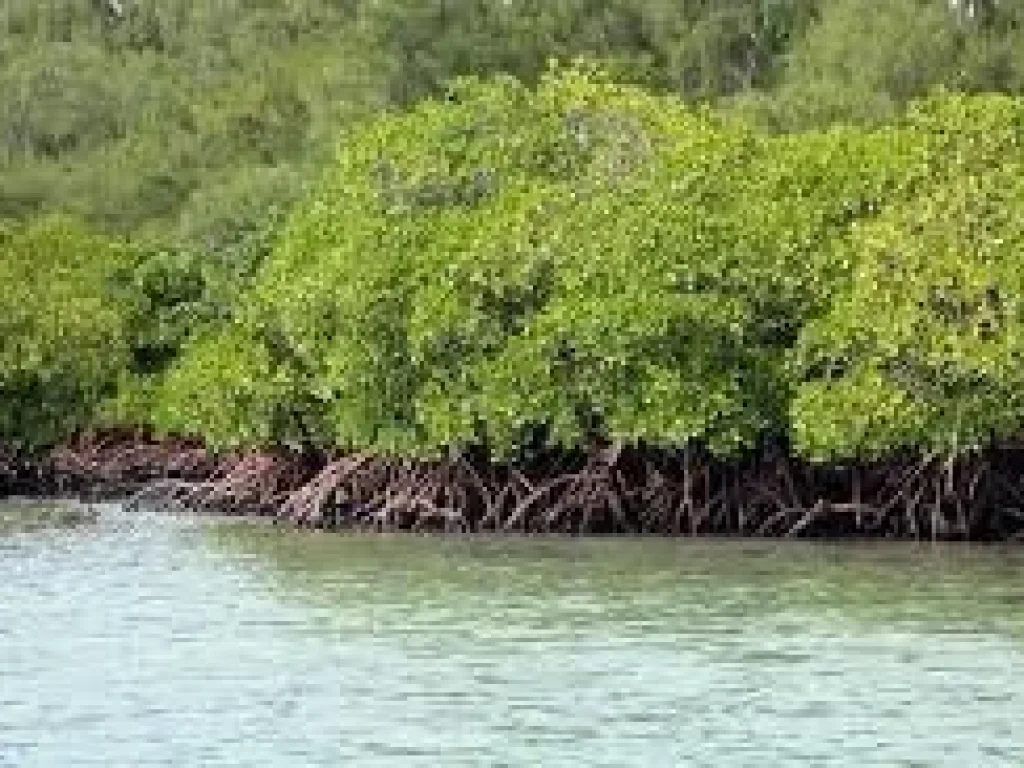 ขายที่ดินติดถนนใหญ่ เลียบหาดแม่พิมพ์ หลังติดคลองและทะเล โฉนด 686 ตารางวา