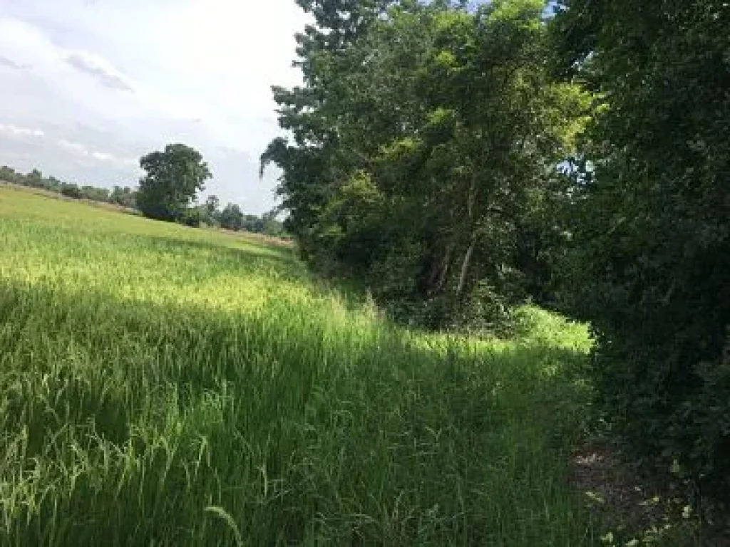 Land is very rich farmland a very beautiful field planted with perennial forests