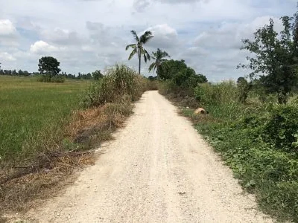 Land is very rich farmland a very beautiful field planted with perennial forests