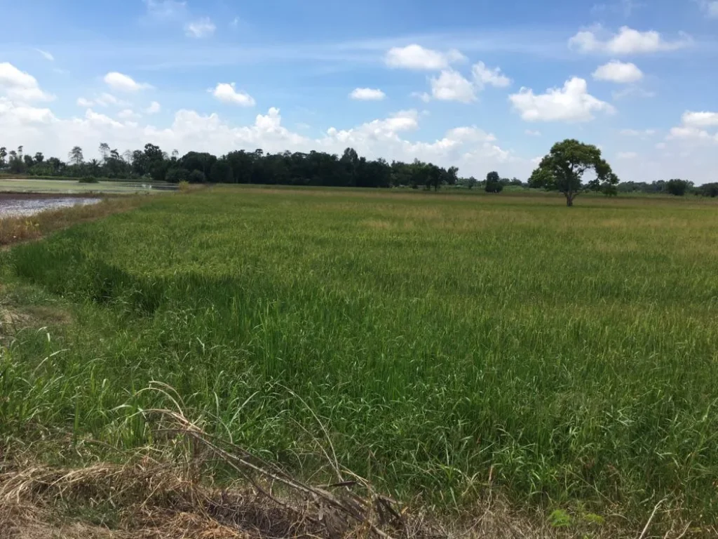 Land is very rich farmland a very beautiful field planted with perennial forests