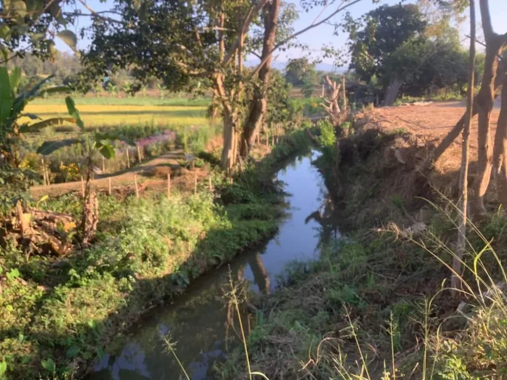 ขายที่ดินวิวภูเขา ดอยหลวง ติดลำเหมืองสาธารณะ เชียงดาว ราคาถูก