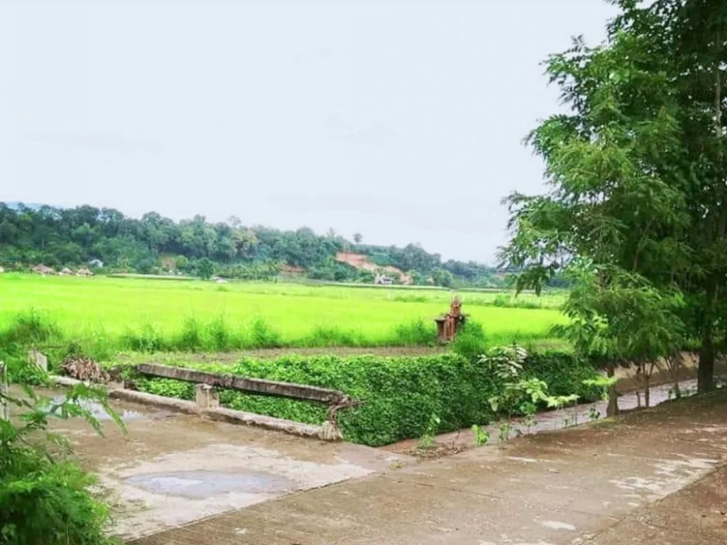 ขายที่ดินเชียงดาว มีลำเหมือง ถนนคอนกรีต รถประจำทางผ่าน