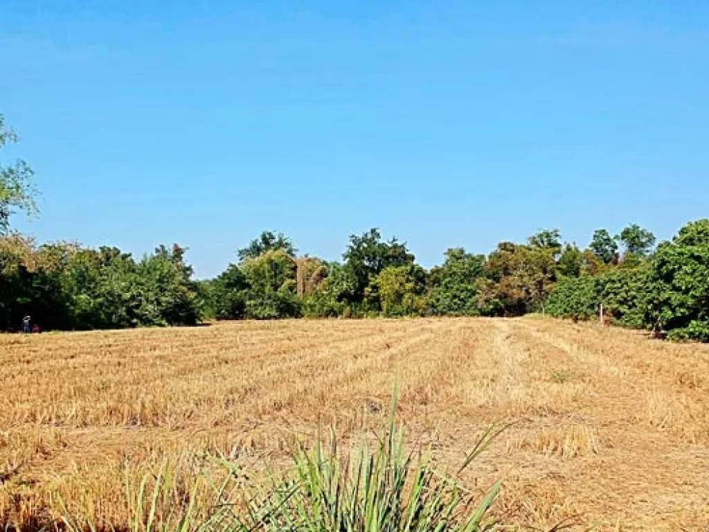 ขายที่ดิน บ้านหนองเหนี่ยงสันกำแพง ตำบลบวกค้าง อำเภอสันกำแพง จังหวัดเชียงใหม่