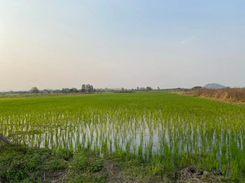 ขายสวนมะม่วงบ่อปลาที่นาติดถนนลาดยาง ติดน้ำสองด้าน