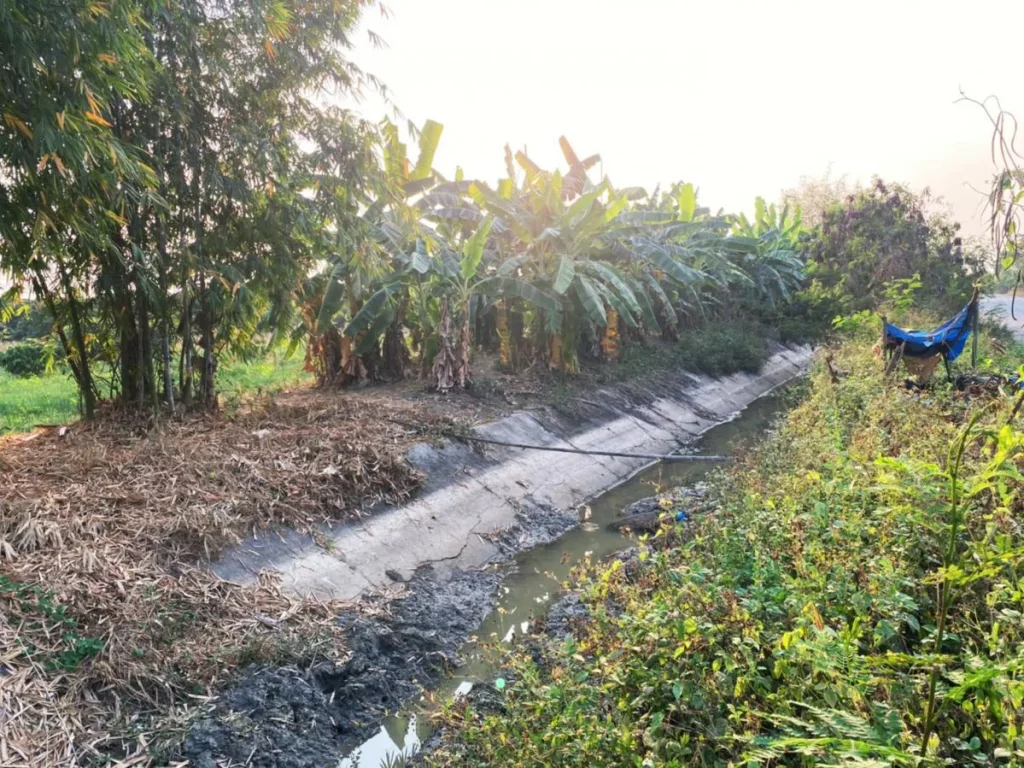 ขายสวนมะม่วงบ่อปลาที่นาติดถนนลาดยาง ติดน้ำสองด้าน