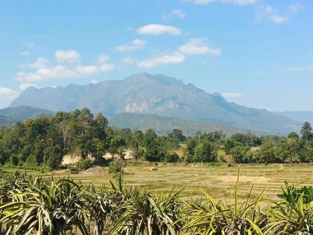 ขายที่ดินเชียงดาง ธารน้ำไหลผ่าน วิวดอยหลวง ราคาถูก