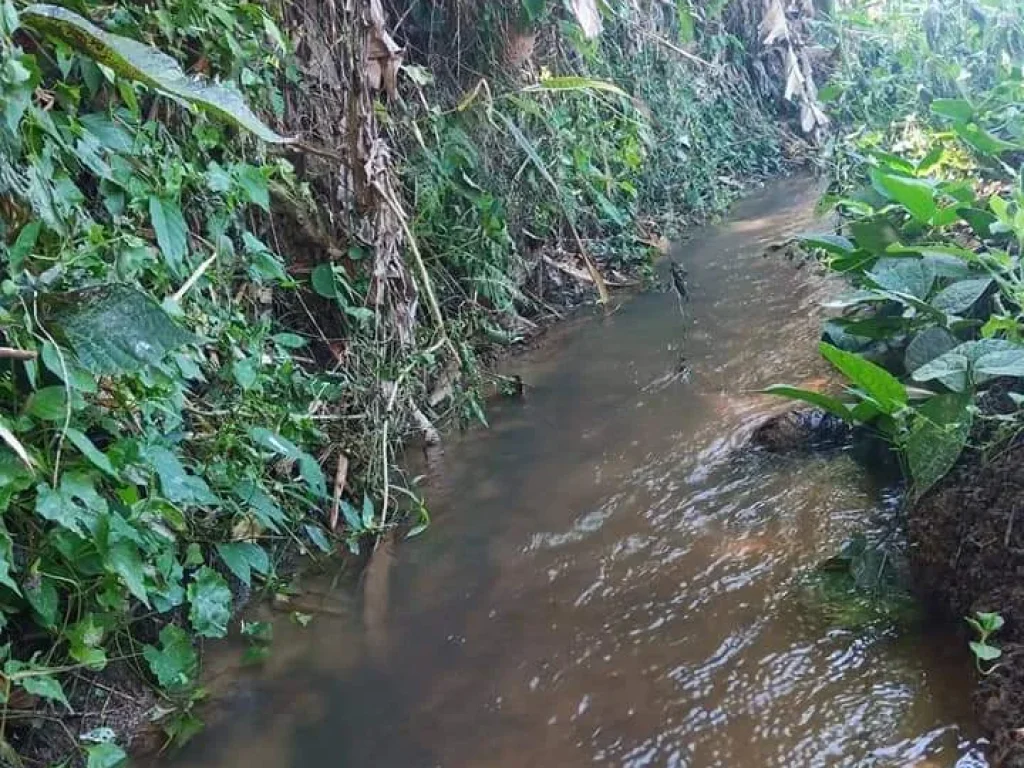 ขายที่ดินเชียงดาง ธารน้ำไหลผ่าน วิวดอยหลวง ราคาถูก