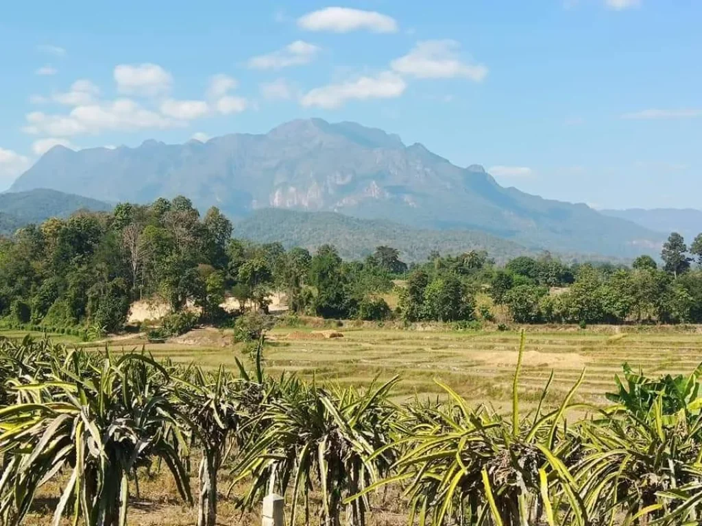 ขายที่ดินเชียงดาง ธารน้ำไหลผ่าน วิวดอยหลวง ราคาถูก