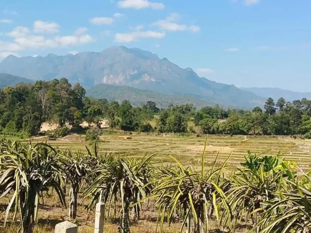 ขายที่ดินเชียงดาง ธารน้ำไหลผ่าน วิวดอยหลวง ราคาถูก