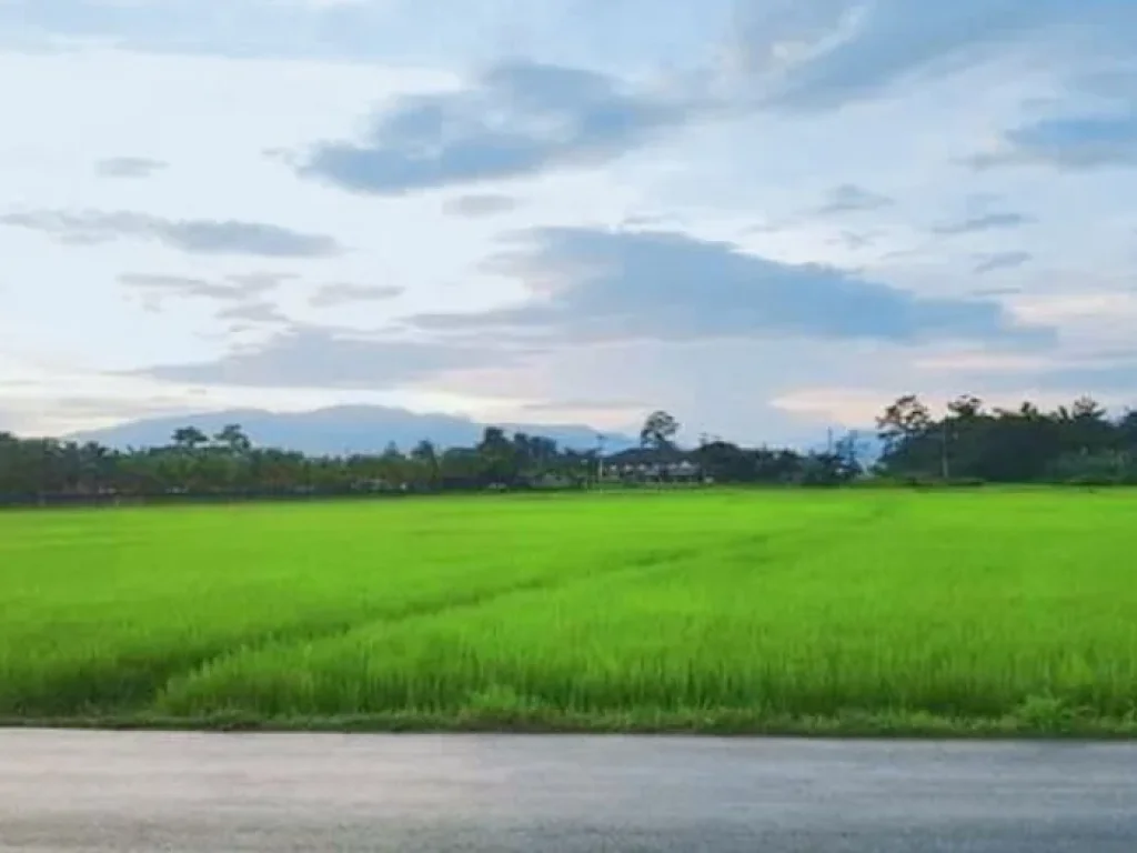 ขายบ้านแถวสันนาเม็งทำเลค้าขายได้ วิวทุ่งนา ราคาถูก