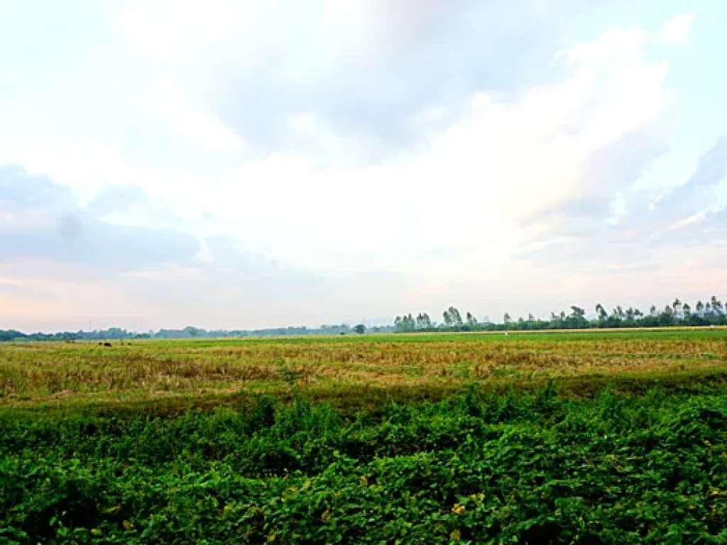 ขายที่ดิน ใกล้เทศบาลตำบลห้วยทราย ตำบลห้วยทราย อำเภอสันกำแพง จังหวัดเชียงใหม่