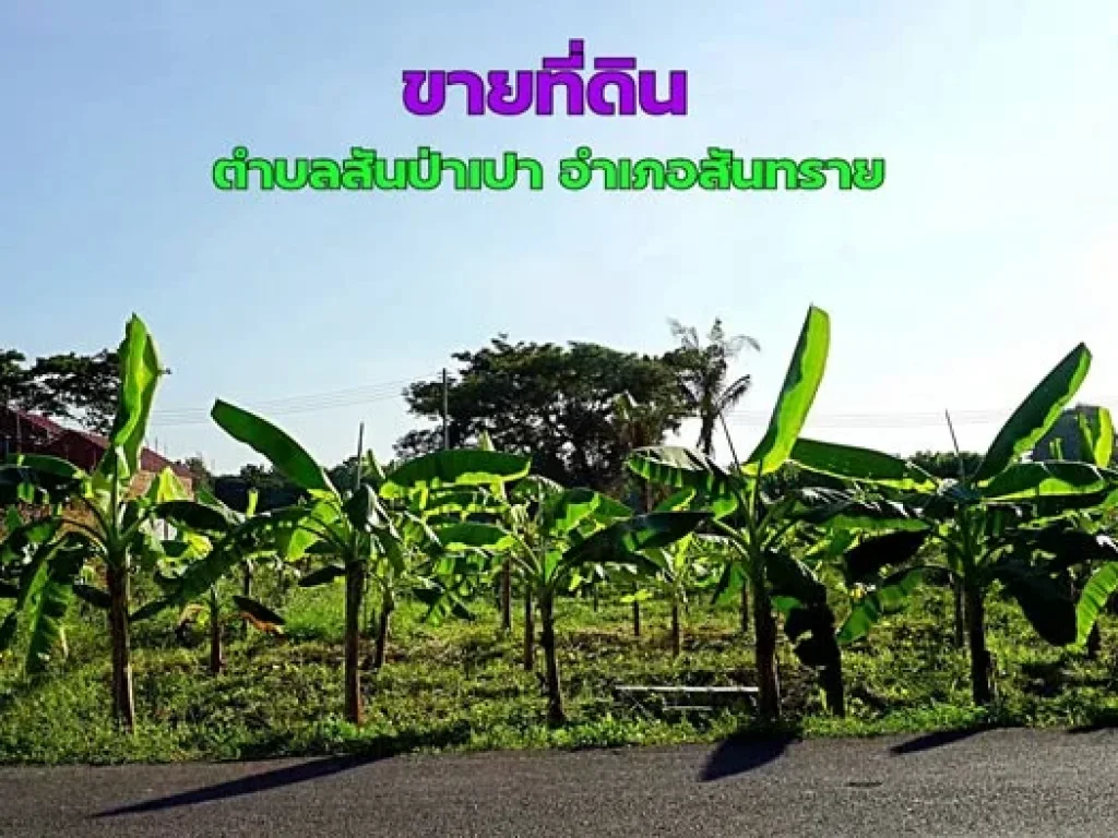 ขายที่ดิน ตำบลสันป่าเปา อำเภอสันทราย จังหวัดเชียงใหม่ การเดินทางสะดวก