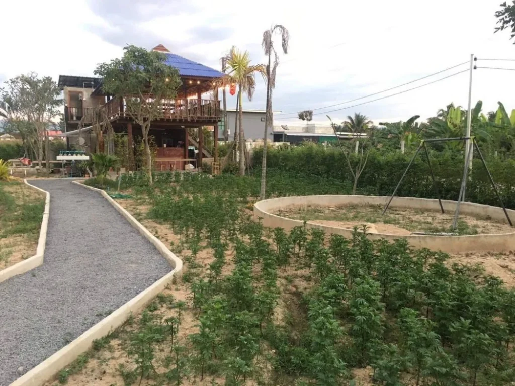 Land Farm with Wooden House for sale Chiang Mai