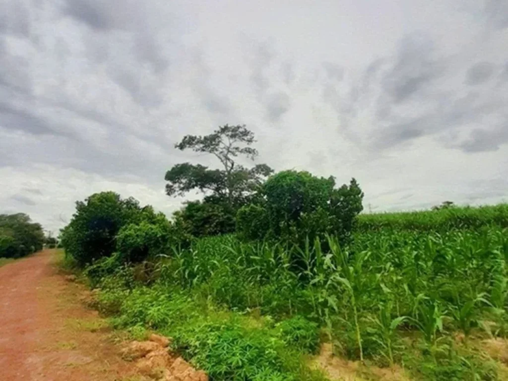 ขายที่ดิน ใกล้อ่างเก็บน้ำคลองหลวง รัชชโลทร อเกาะจันทร์ ชลบุรี