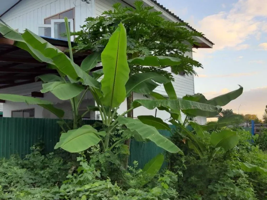 ขาย บ้านเดี่ยว 2 ชั้น ใกล้รถไฟฟ้าสถานีช้างสามเศียร สมุทรปราการ