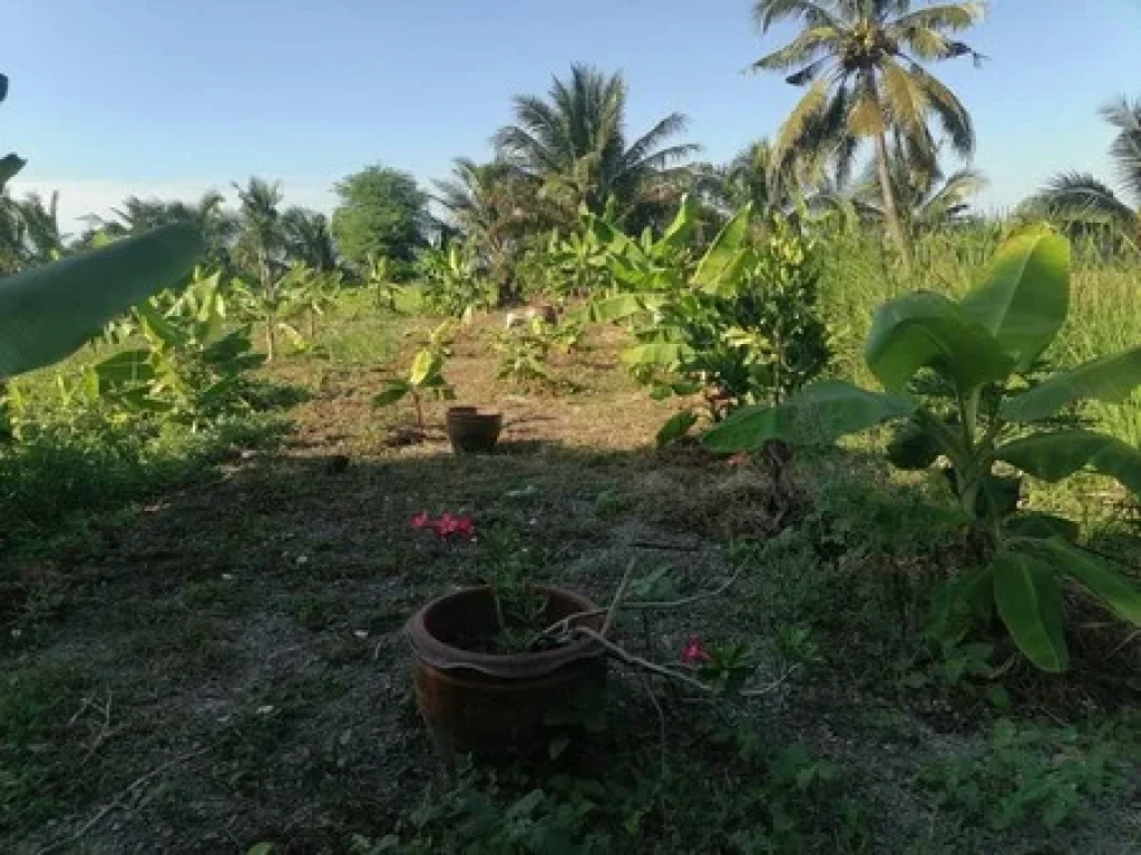 ต้องการขายด่วนบ้านพร้อมที่ดินจำนวน 2 ไร่ อบางใหญ่ จนนทบุรี