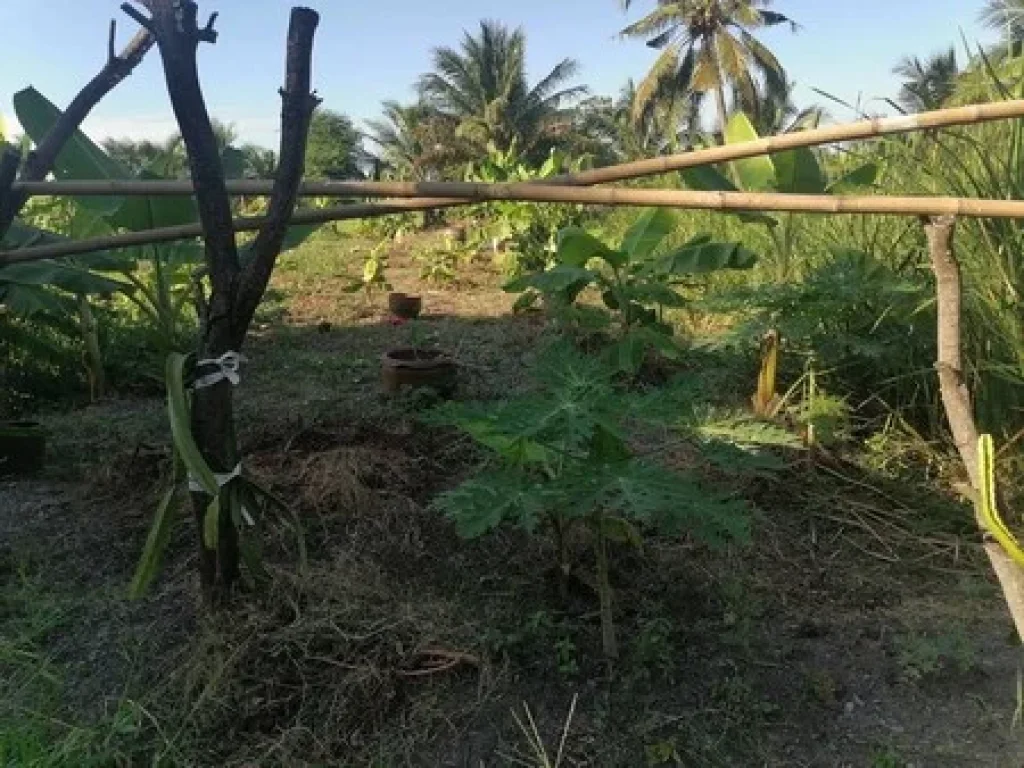 ต้องการขายด่วนบ้านพร้อมที่ดินจำนวน 2 ไร่ อบางใหญ่ จนนทบุรี