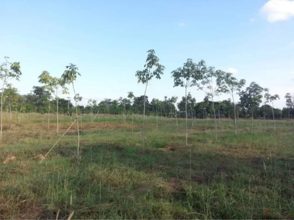 ขายที่ดิน 27 ไร่ ติดถนนทางหลวง ตำบลขนวน อำเภอหนองนาคำ ขอนแก่น