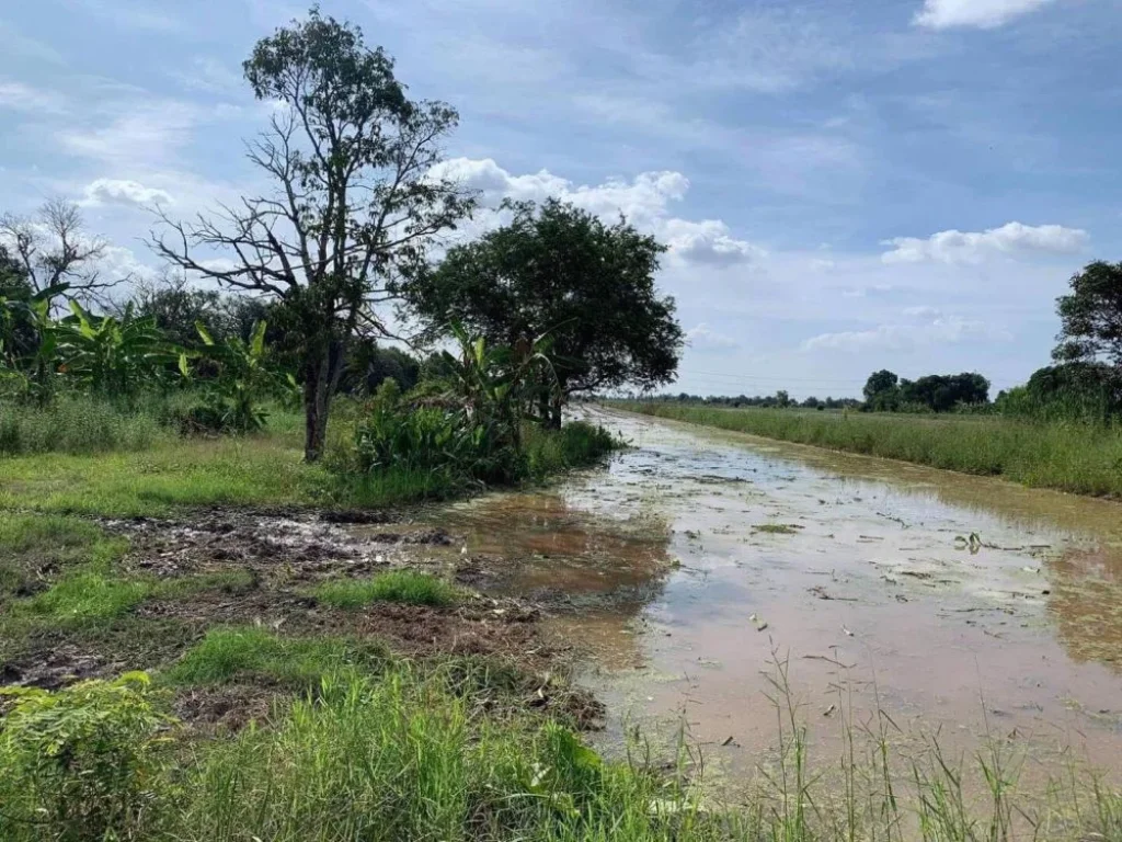 ขายที่ดิน จปทุมธานี 31 ไร่ ติดถนน รูปที่ดินทรงสี่เหลี่ยม