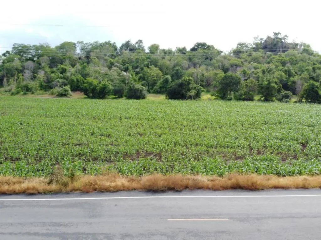 ที่ดินโฉนด ติดถนนดำ ไฟฟ้าผ่าน