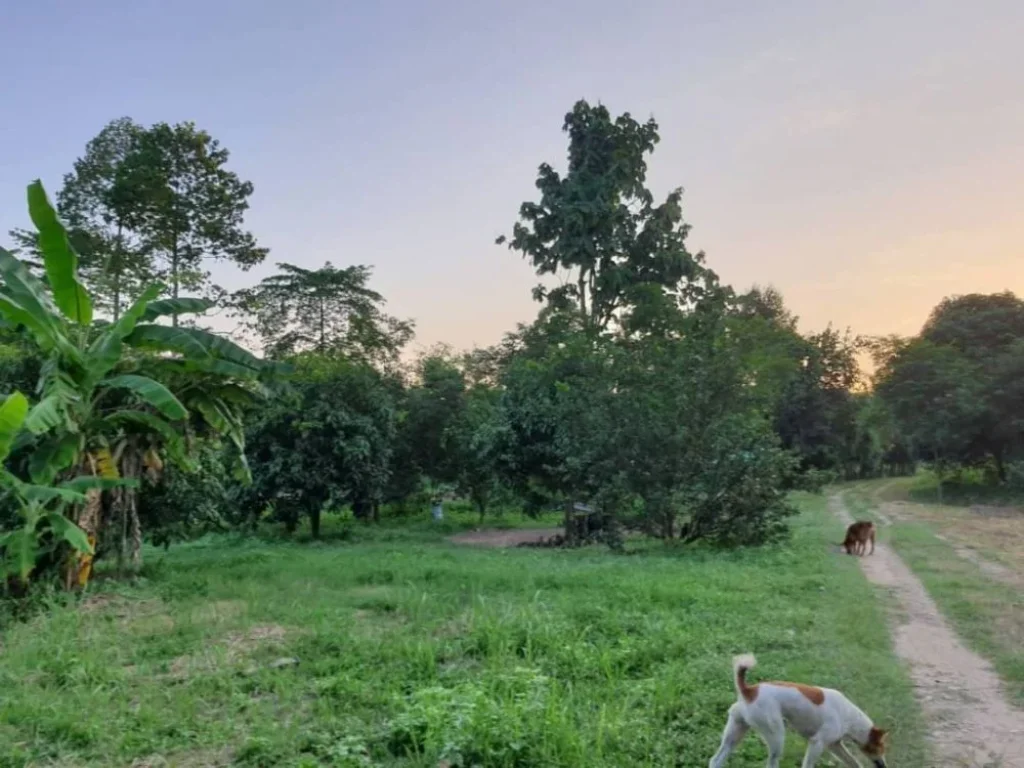 ที่สวน ราคาถูก รีบขาย ได้ติดคลอง เเละวิวเขา