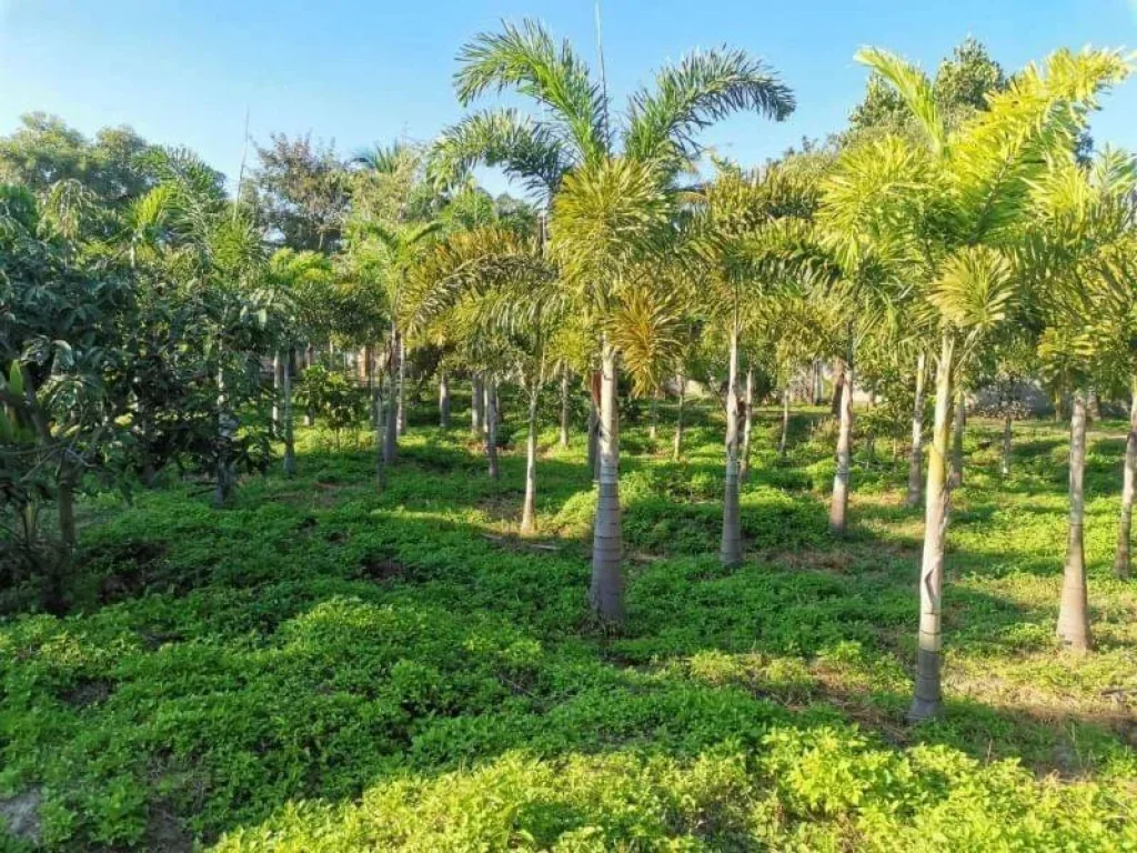 ขายที่ดินหางดงหลังกุลพันธ์ 9 ราคาถูก