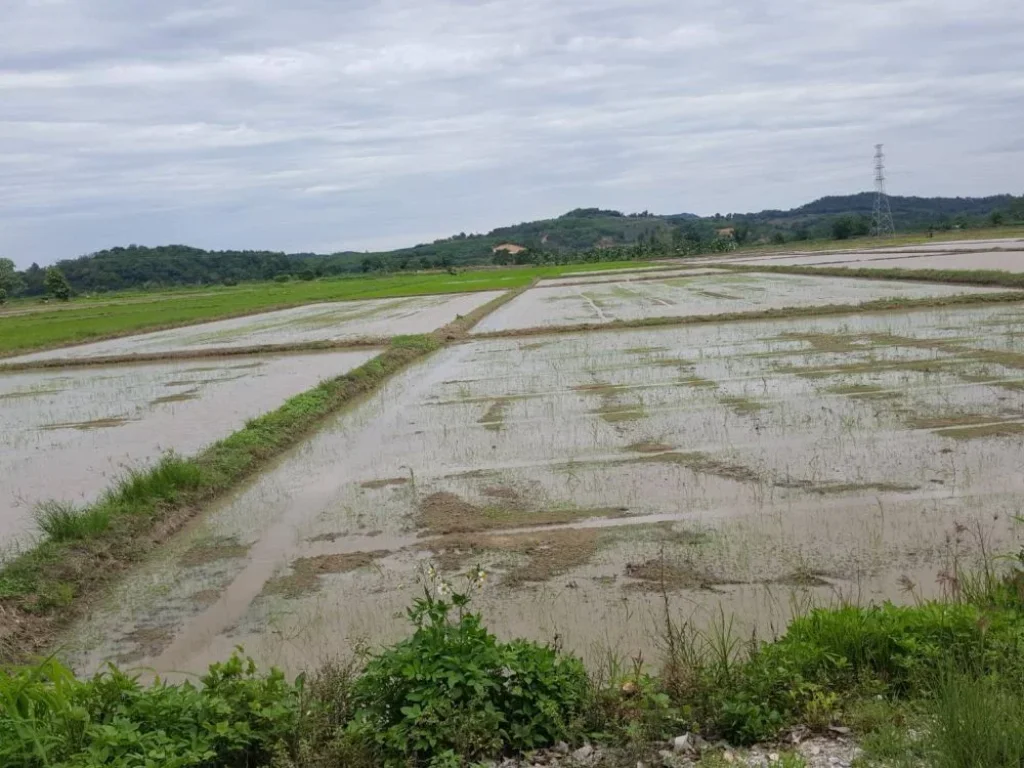 ขายที่ดินเชียงราย แม่จัน จอมสวรรค์ บ้านบ่อก้าง