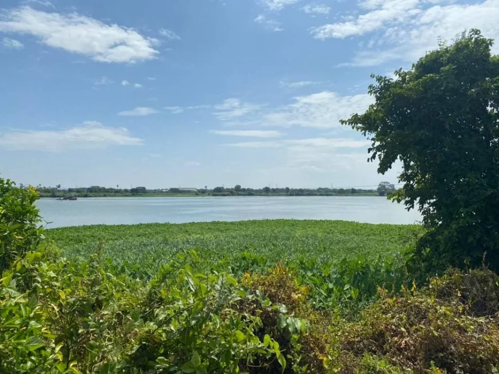 ขายด่วน ที่ดินติดริมแม่น้ำเจ้าพระยา ซอยวัดโบสถ์ ตสามโคก อบางกระบือ จปทุมธานี