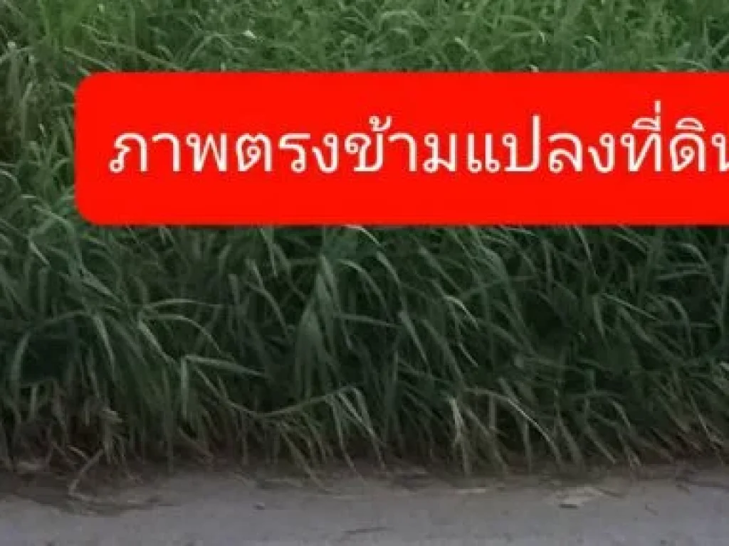 ที่ดิน971 ตารางวา ถนนศรีนครินทร์ ซศรีด่าน 35 ถนนสุขุมวิท ซสุขุมวิท 113