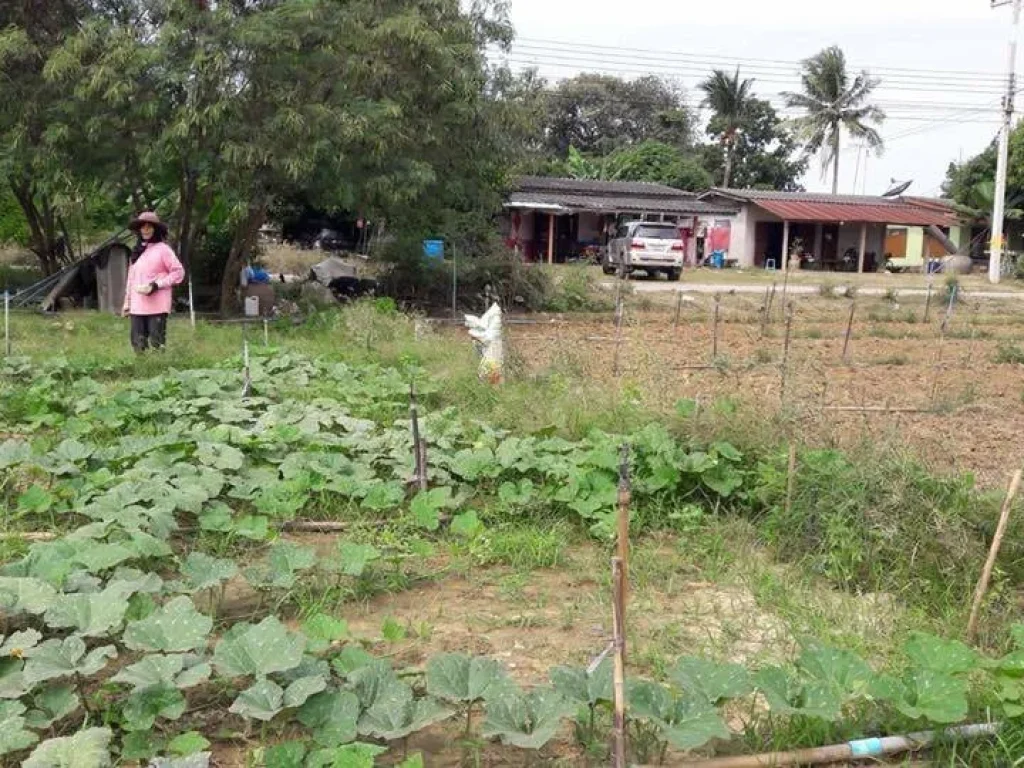 ขายที่ดิน 3ไร่ โฉนดติดกัน ใกล้สถานีตำรวจโพรงมะเดื่อ เมือง นครปฐม