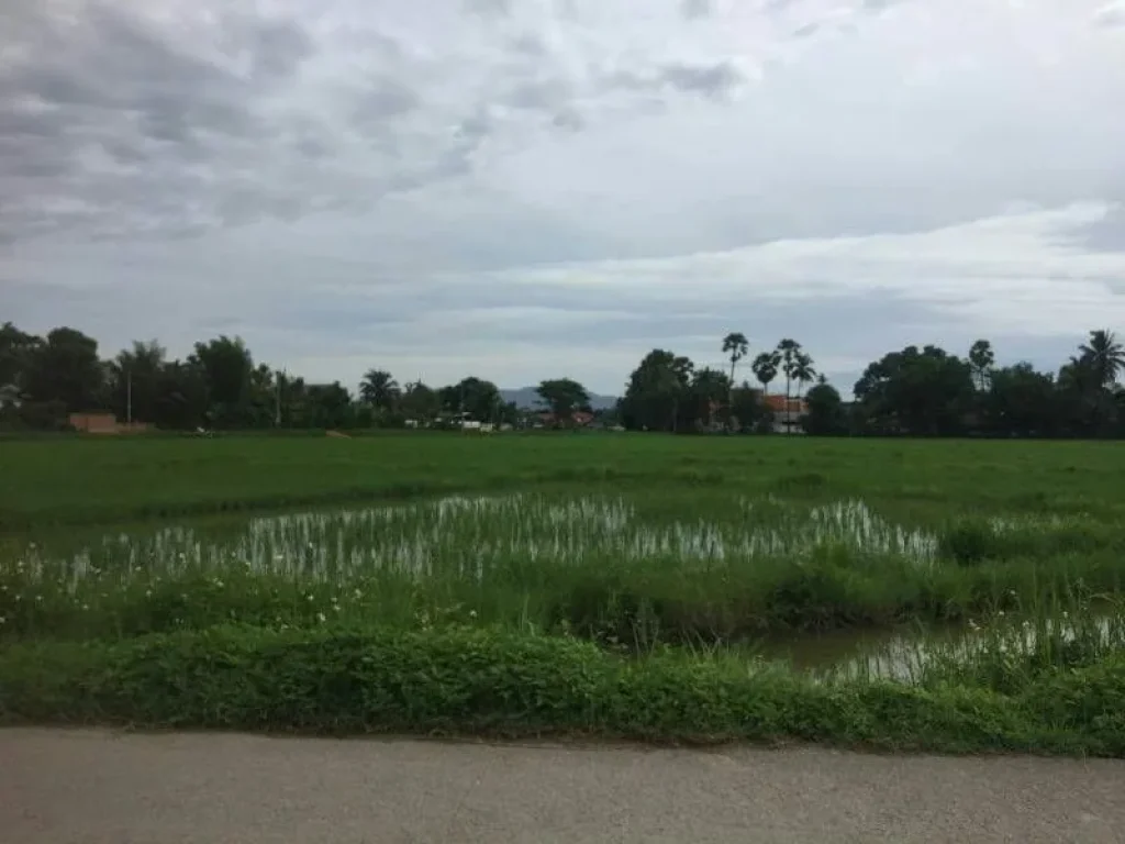 ขายที่ดินติดถนนค้าขายได้ไกล้โรงเรียนพงษ์พิกุล