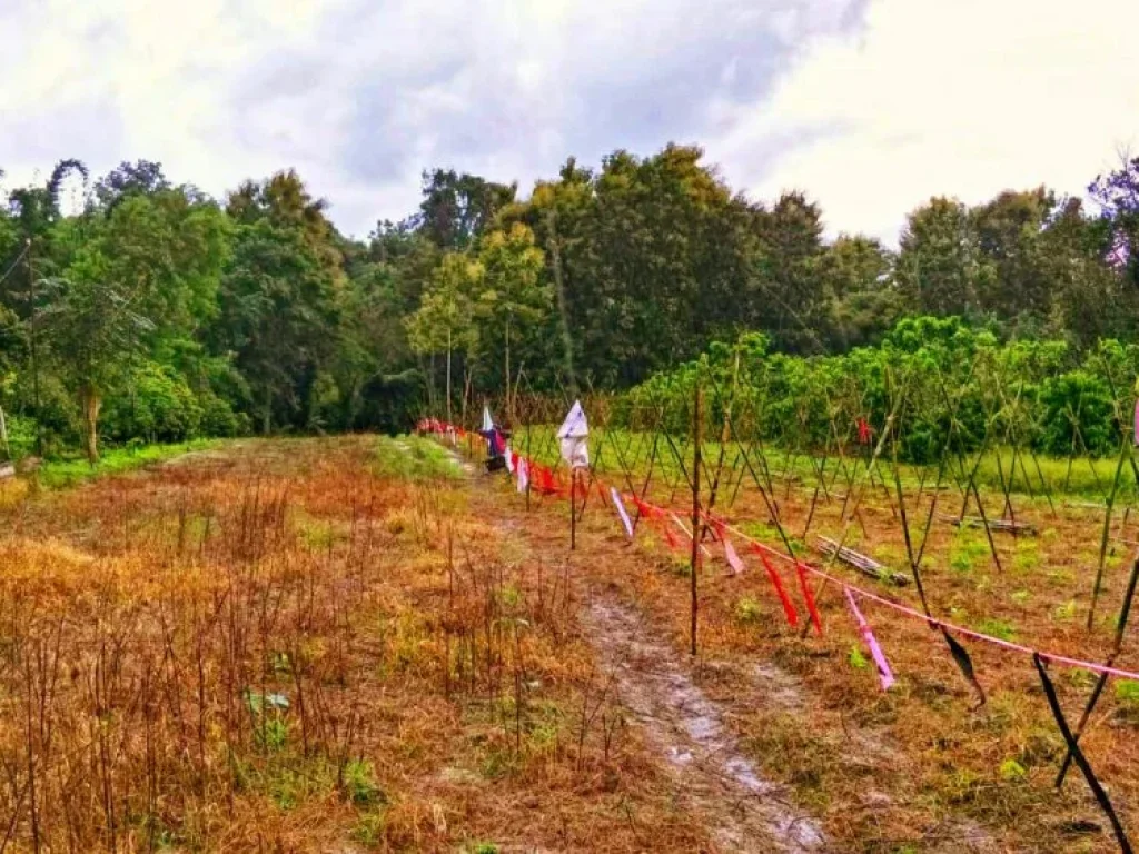 เป็นอีกหนึ่งแปลงที่คุณไม่ควรพลาด ขายที่ดินทำเลดี ติดถนนหลวงสาย 101 น่าน - ทุ่งช้าง ใกล้อบตพญาแก้ว อเชียงกลาง จน่าน