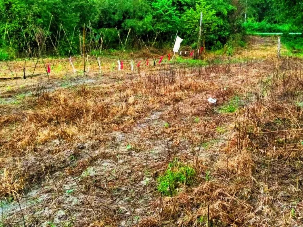 เป็นอีกหนึ่งแปลงที่คุณไม่ควรพลาด ขายที่ดินทำเลดี ติดถนนหลวงสาย 101 น่าน - ทุ่งช้าง ใกล้อบตพญาแก้ว อเชียงกลาง จน่าน