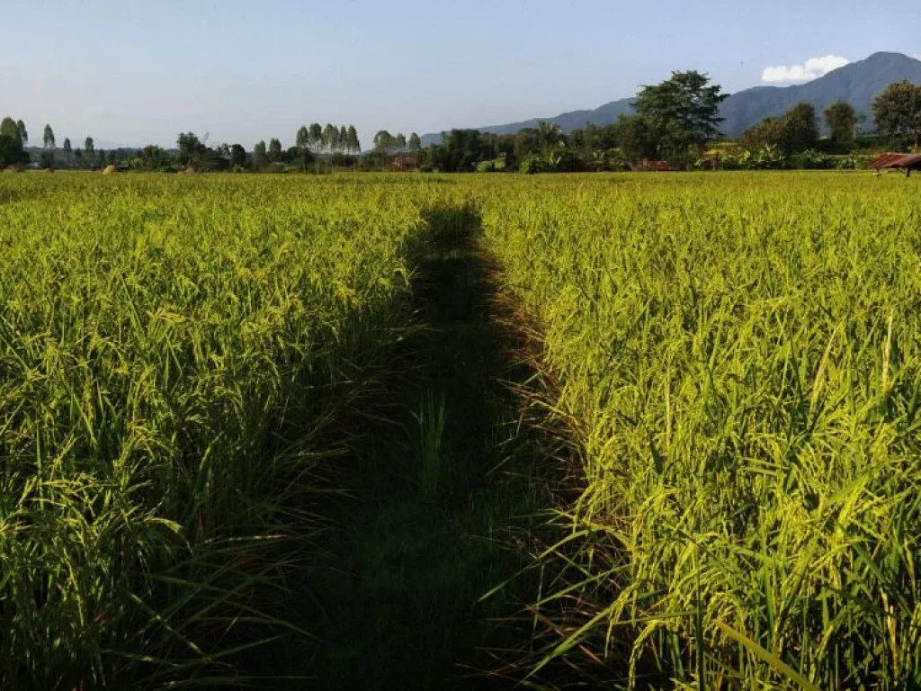 ขายที่ดินทำเลดีแบบทุ่งนา บรรยากาศเยี่ยม เห็นวิวภูเขาสวย เหมาะสำหรับสร้างที่อยู่อาศัย หรือโฮมสเตย์ ไม่ไกลจากตัวอำเภอ