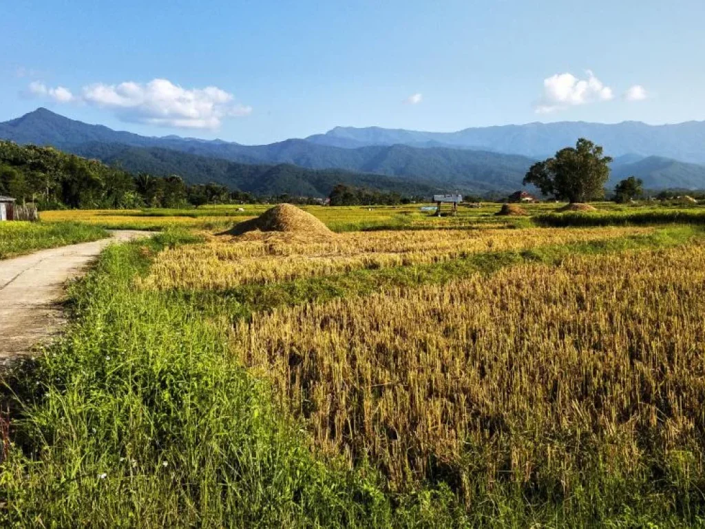 ขายที่ดินทำเลดีแบบทุ่งนา บรรยากาศเยี่ยม เห็นวิวภูเขาสวย เหมาะสำหรับสร้างที่อยู่อาศัย หรือโฮมสเตย์ ไม่ไกลจากตัวอำเภอ