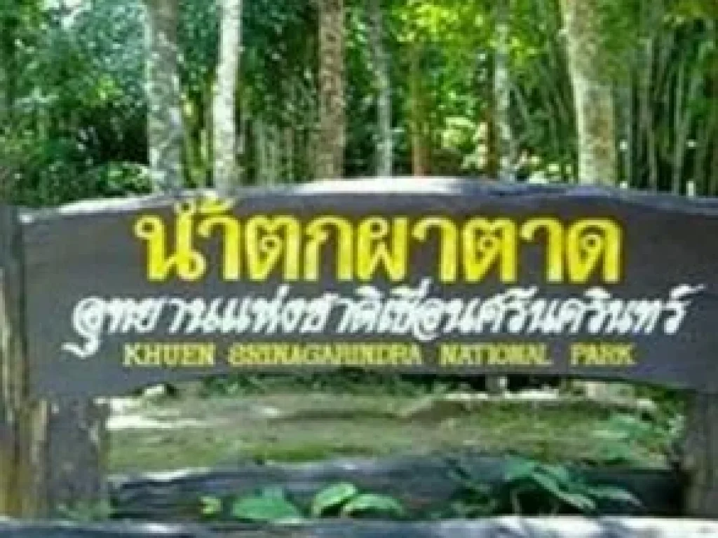 ขายที่ดิน บ้านหินดาด ติดถนนดำสายหลักเส้น323 ทองผาภูมิ กาญจนบุรี