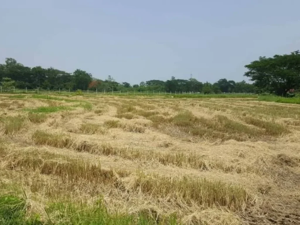 ขายที่ดินสันพระเนตร ห่างวัดท่าทุ่ม 400 เมตร