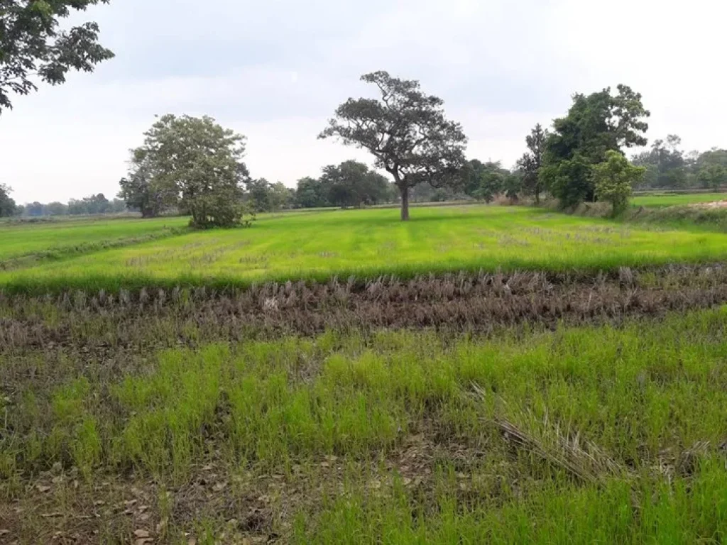 ขายที่ดินแปลงสวย ทำเลทอง ปากทางบ้านหนองบัว ตหัวเรือ อวาปีปทุม จมหาสารคาม ติดถนน 4 เลนเส้นพยัคฆ์ฯ-นาดูน-วาปีปทุม