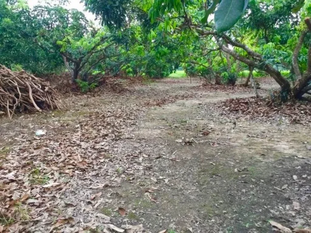 ที่โฉนด ที่นา และสวน วิวสวย บรรยากาศดีมาก ติดลำน้ำแม่ริม