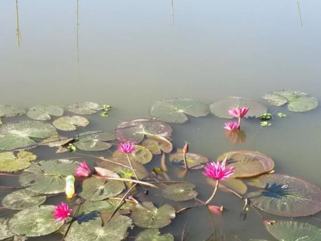 หอพักที่ดินสวย200วาแถม โรงเรือนห้องพักใกล้มอเกษตรกำแพงแสนพร้อมเฟอร์บรรยากาศดีวิวสวยติดคลอง