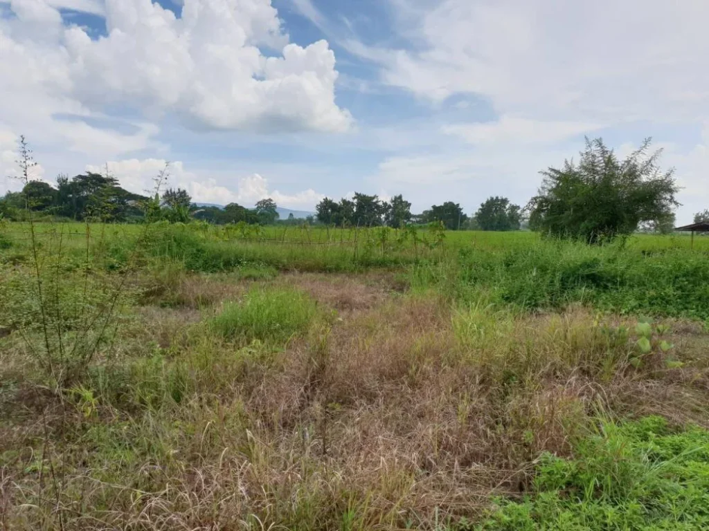 ขายที่ดินวิวสวย ทำเลดี ที่ดินติดถนนทั้งสามด้าน อยู่สี่แยกไฟแดงตรงข้ามทางเข้าตลาดสดและศูนย์ราชการ อำเภอแม่ใจ จังหวัดพะเยา เนื่อที่ 6  3  83 ไร่ ราค