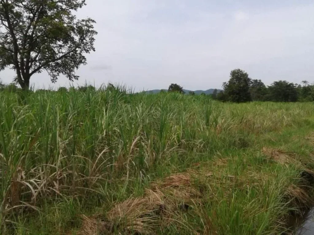 ขายที่ดิน 8 ไร่ ถนนสาย 2260บ้านกุดตาเพชร-ป่าซับลังกา ตลำสนธิ อลำสนธิ จลพบุรี