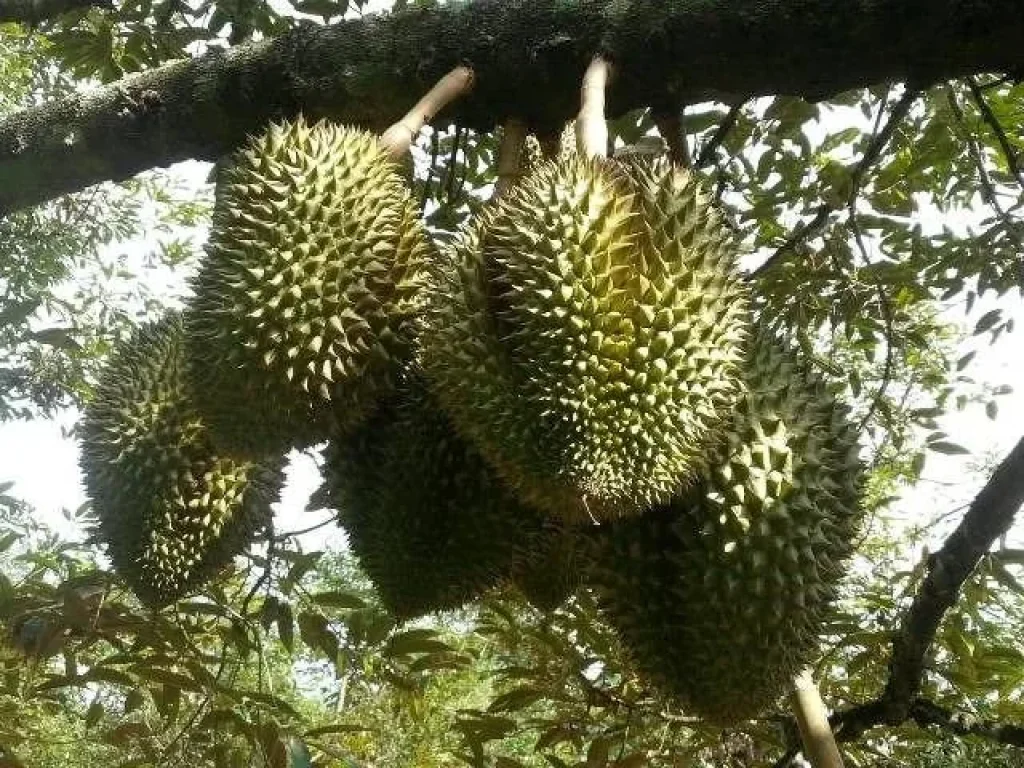 ขายสวนยางโฉนด 264 ไร่ วิวภูเขา ติดถนนลาดยาง เขาตลาด วังจันทร์ ระยอง