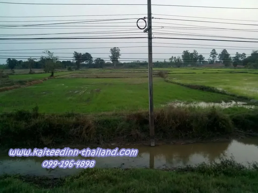 ขายที่ดิน 1-1-86 ตรว ติดถนนหลัก หนองบัว ปะคำ บุรีรัมย์