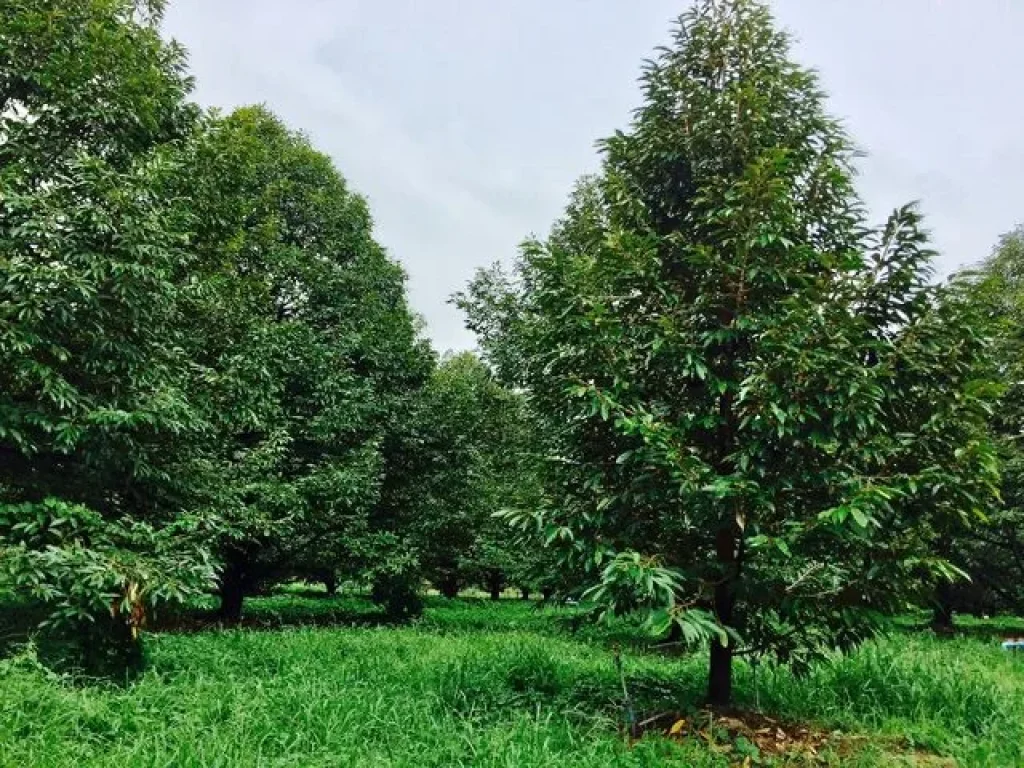 ขายสวนทุเรียนติดลำธาร วิวภูเขา บรรยากาศดี โฉนด 24 ไร่ ระบบสปริงเกอร์ ทั้งแปลง