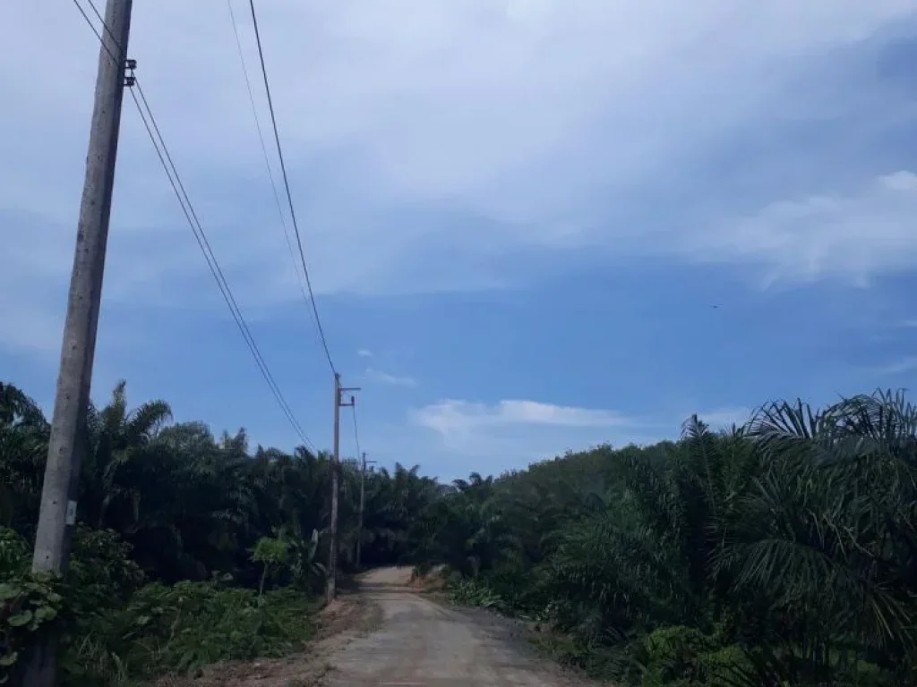 ขายที่ดินพร้อมสวนปาล์มน้ำไฟพร้อม